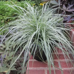 RIBBON GRASS