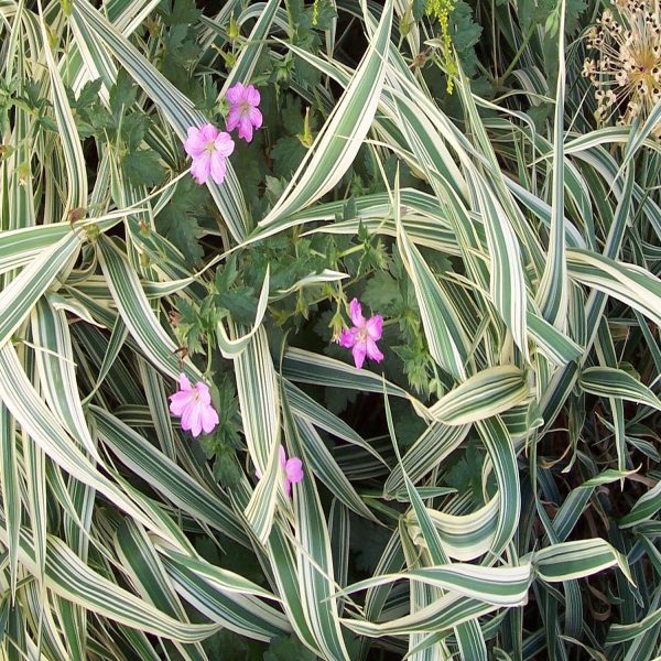 RIBBON GRASS - Image 3