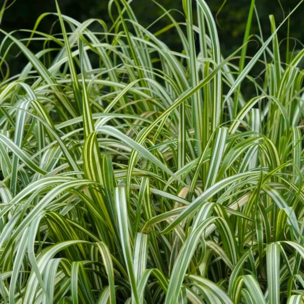 RIBBON GRASS - Image 4