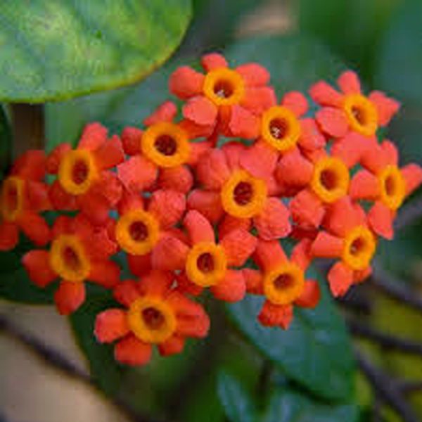 RONDELETIA ODORATA - Image 5