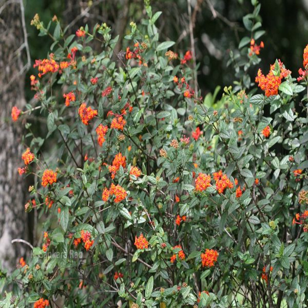 RONDELETIA ODORATA - Image 4