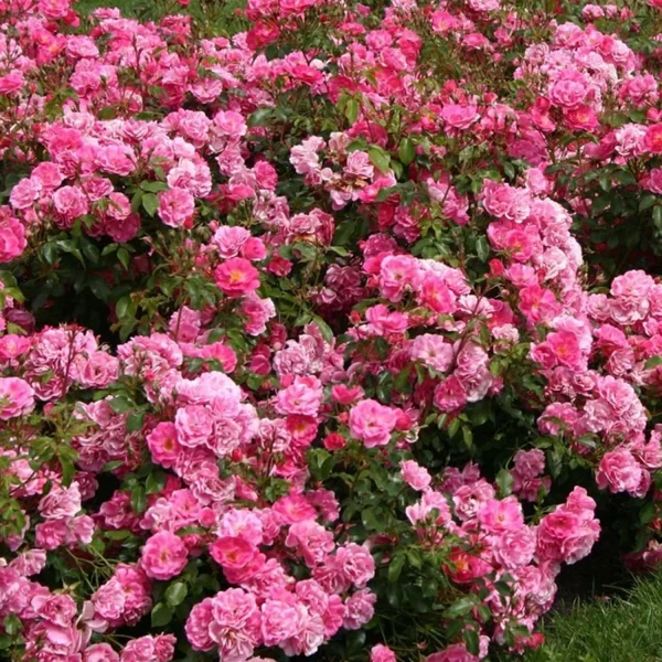 ROSA FLORIBUNDA - Image 3