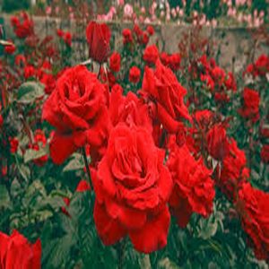 ROSA FLORIBUNDA HYBRID
