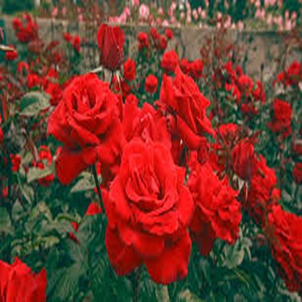 ROSA FLORIBUNDA HYBRID - Image 2