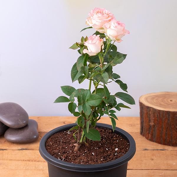 ROSA FLORIBUNDA HYBRID - Image 3