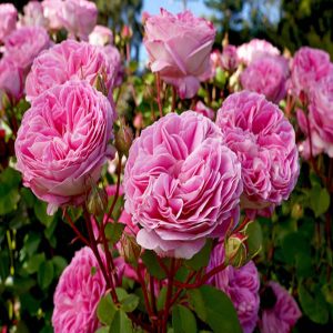 ROSA FLORIBUNDA
