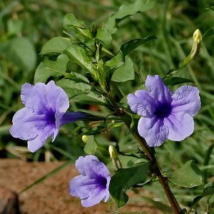 HP-RUELLIA LORENZIANA
