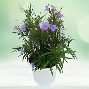 HP-RUELLIA LORENZIANA