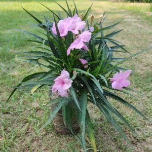 HP-RUELLIA ROSEA
