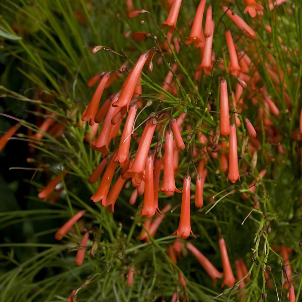 RUSSELIA EQUISETIFORMIS - Image 5