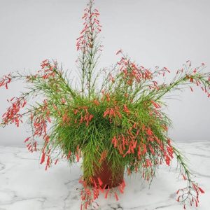 RUSSELIA EQUISETIFORMIS