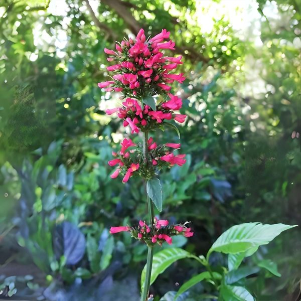 RUSSELIA SARMENTOSA