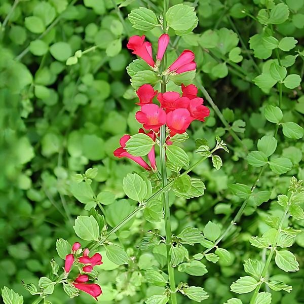 RUSSELIA SARMENTOSA - Image 3