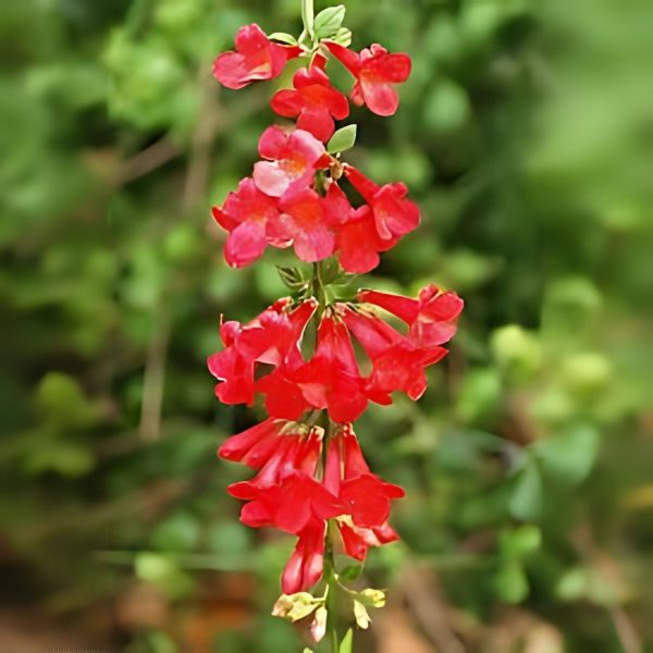 RUSSELIA SARMENTOSA - Image 2