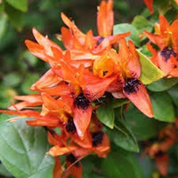RUTTYA FRUTICOSA - Image 3