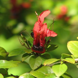RUTTYA FRUTICOSA