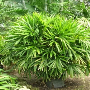 PHP-RAPHIS EXCELSA