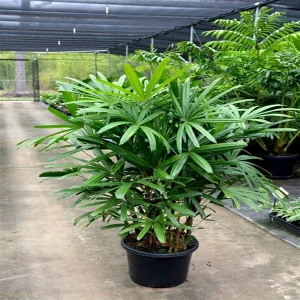 PHP-RAPHIS EXCELSA