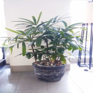 RAPHIS EXCELSA