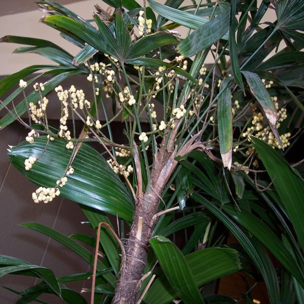 PHP-RAPHIS EXCELSA - Image 4
