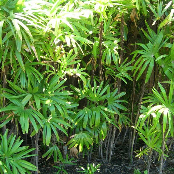 RAPHIS EXCELSA - Image 4