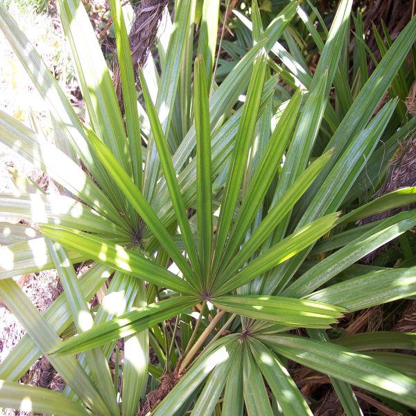 PHP-RAPHIS EXCELSA - Image 5