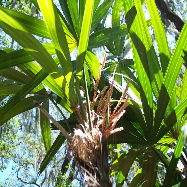 PHP-RAPHIS EXCELSA - Image 6