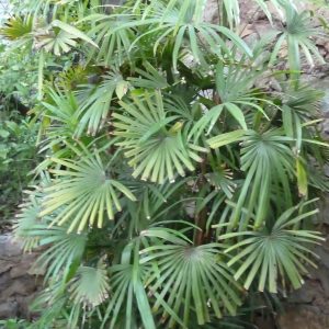 PHP-RAPHIS HUMILIS