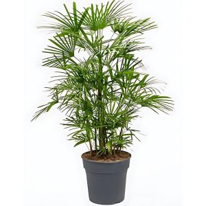 PHP-RAPHIS HUMILIS