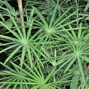 RAPHIS HUMILIS