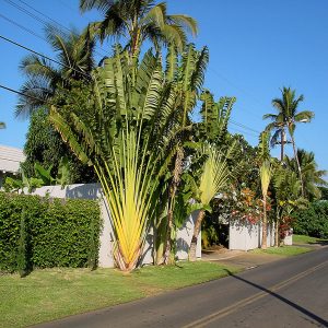 RAVENALA MADACASCARIENSIS