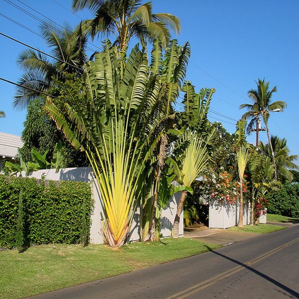 RAVENALA MADACASCARIENSIS - Image 2