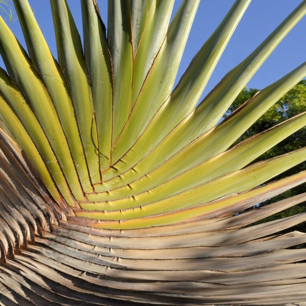 RAVENALA MADACASCARIENSIS - Image 3