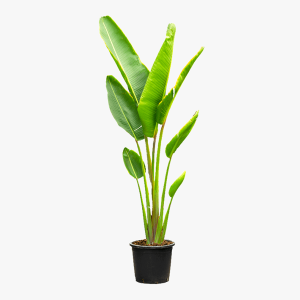 RAVENALA MADACASCARIENSIS