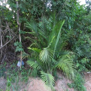 RAVENEA RIVULARIS