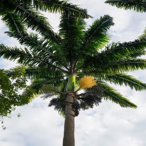 ROYSTONEA REGIA
