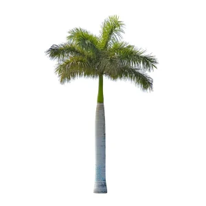 ROYSTONEA REGIA