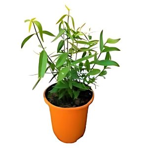 SALVADORA PERSICA