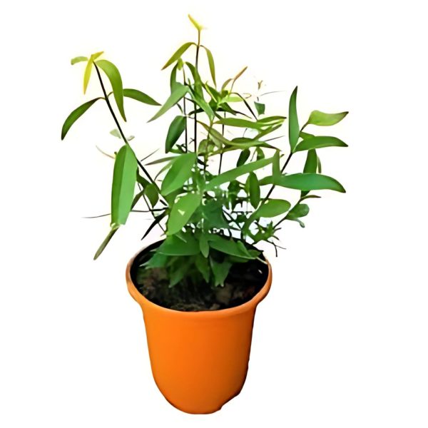 SALVADORA PERSICA