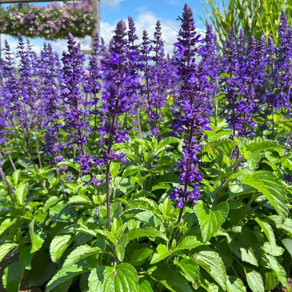 SALVIA SPP. - Image 4