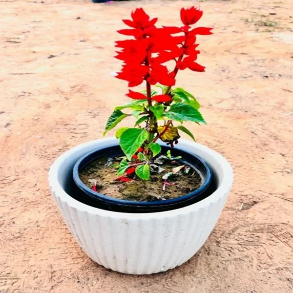 SALVIA SPP. - Image 3