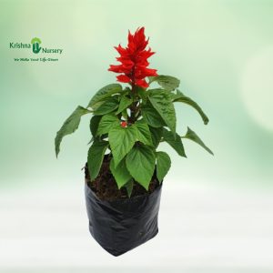 SALVIA
