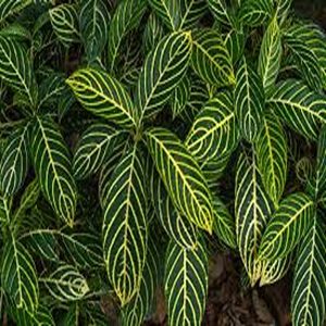 SANCHEZIA NOBILIS