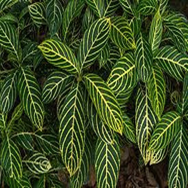 SANCHEZIA NOBILIS - Image 2