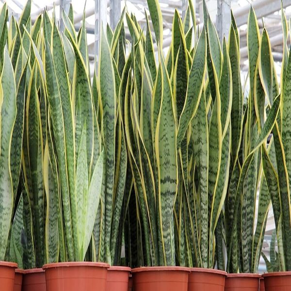 HP-SANSEVIERIA T. LAURENTII - Image 4