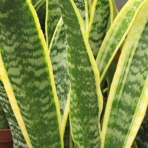 HP-SANSEVIERIA T. LAURENTII