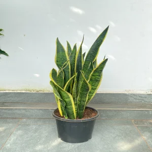 HP-SANSEVIERIA T. LAURENTII