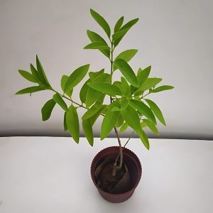 SANTALUM ALBUM