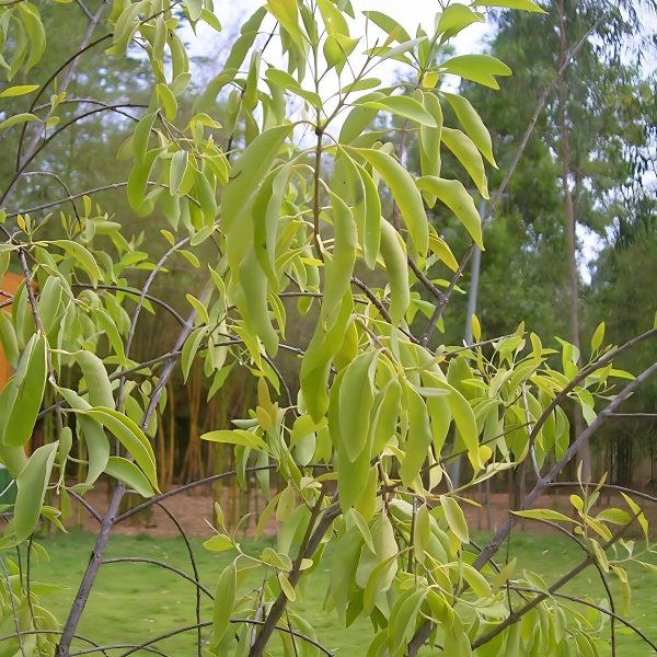 SANTALUM ALBUM - Image 3