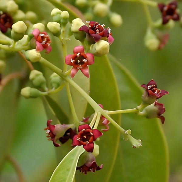 SANTALUM ALBUM - Image 7